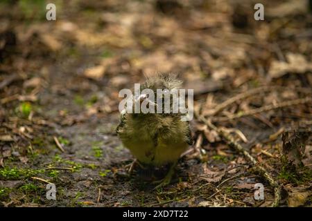 Jeune chaffinch commun (Fringilla coelebs) dans la forêt printanière. Bébé chaffinch solitaire dans l'herbe verte. Banque D'Images