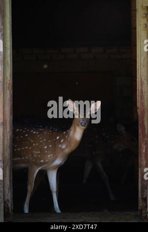 Cerf chital ou cheetal (axe de l'axe) également connu sous le nom de cerf tacheté ou cerf de l'axe Banque D'Images