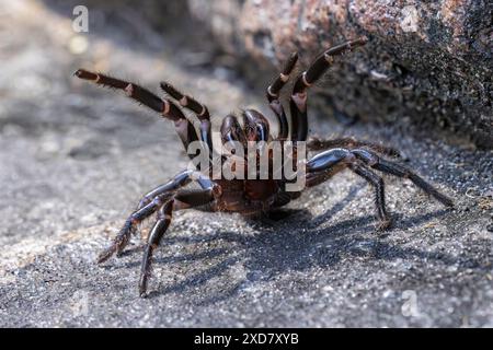 Sydney Funnel Web Spider en posture défensive Banque D'Images