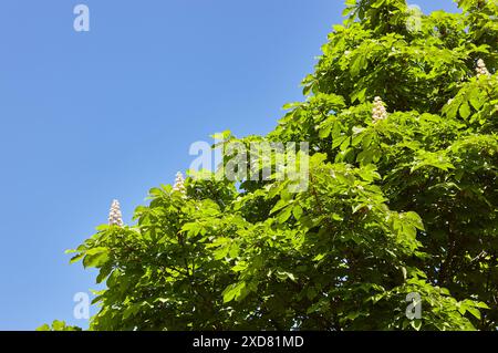 Branche châtaigne sur le fond de feuilles vertes luxuriantes, gros plan. Fleurs de châtaignes au printemps. Mise au point sélective, arrière-plan flou Banque D'Images