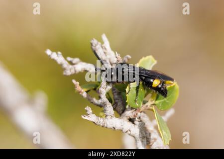 Guêpe noire Scolia hortorum perchée sur branche végétale avec des feuilles et un beau bokeh, Alcoy, Espagne Banque D'Images