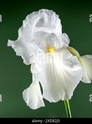 Belle immortalité d'iris blanc florissant sur un fond vert. Gros plan de la tête de fleur. Banque D'Images