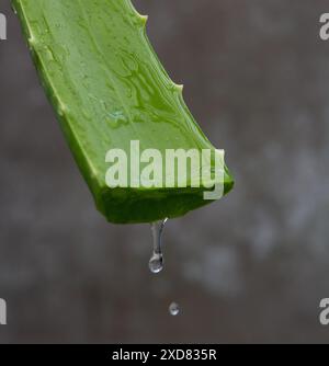 Gros plan de l'aloe vera avec le gel goutte à goutte. Banque D'Images