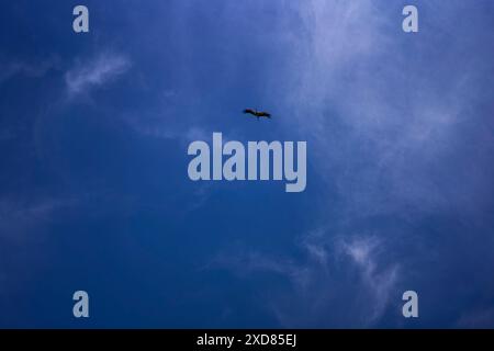 une cigogne tournant dans le ciel un jour d'été avec des nuages de cirrus blancs Banque D'Images