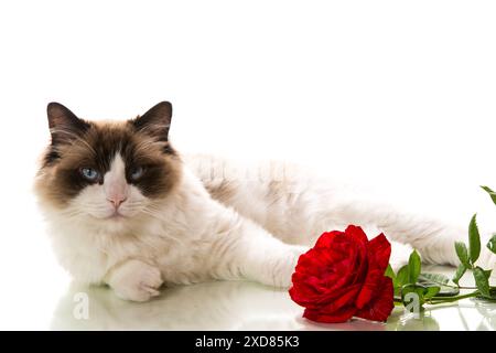 Beau jeune chat Ragdoll en bonne santé isolé sur un fond blanc. Banque D'Images