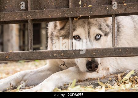 Chien Husky sibérien regardant sous la porte de garage en gros plan sur la chaude journée d'été Banque D'Images