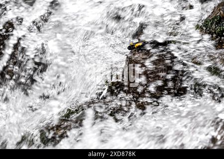 Eau qui coule sur les rochers et la salamandre de feu (Salamandra salamandra) Banque D'Images