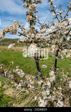 Gros plan de fleurs de fleur de blackthorn (Prunus spinosa) fleurissant dans une haie au printemps Angleterre Royaume-Uni GB Grande-Bretagne Banque D'Images