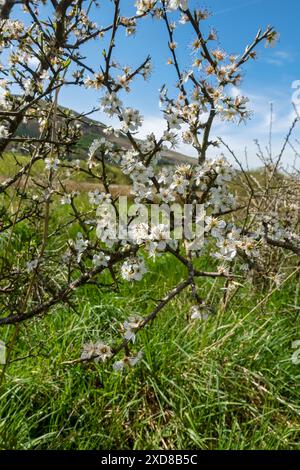 Gros plan de fleurs de fleur de blackthorn (Prunus spinosa) fleurissant dans une haie au printemps Angleterre Royaume-Uni GB Grande-Bretagne Banque D'Images