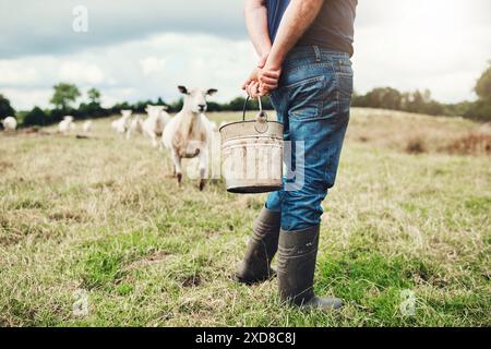 Mains, agriculteur et seau sur l'herbe avec des moutons dans la campagne avec dos pour le stock, la nourriture ou le pâturage. Animal, personne ou bétail dans le champ pour le lait, la viande Banque D'Images