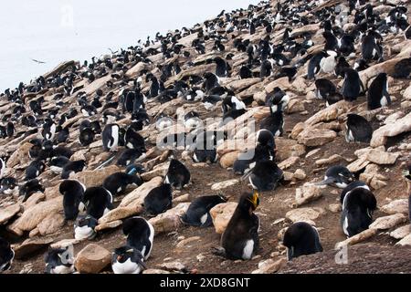 Penguin Macaroni Eudyptes chrysolophus entre Rockhopper Penguin Eudyptes chrysocome colonie de nidification Saunders Island Iles Falkland Banque D'Images