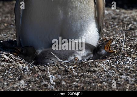 Pingouin Gentoo Pygoscelis papouasie avec des poussins à la colonie de nidification Sea Lion Island Falkland Islands novembre 2015 Banque D'Images