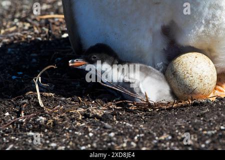 Gentoo pingouin Pygoscelis papua avec oeufs et poussins colonie de nidification à l'île de Sea Lion Iles Falkland Novembre 2015 Banque D'Images