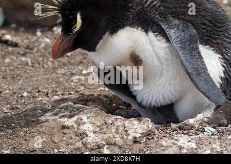 Rockhopper Penguin Eudyptes chrysocome adulte au nid avec les poussins Pebble Island Îles Malouines territoire britannique d'outre-mer en décembre 2016 Banque D'Images