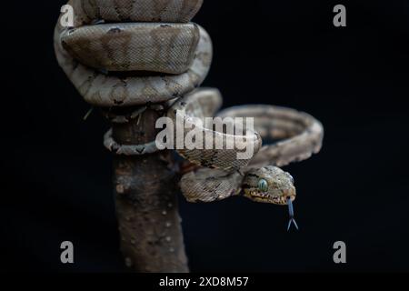 Serpent (Corallus hortulanus) enroulé sur un bâton Banque D'Images