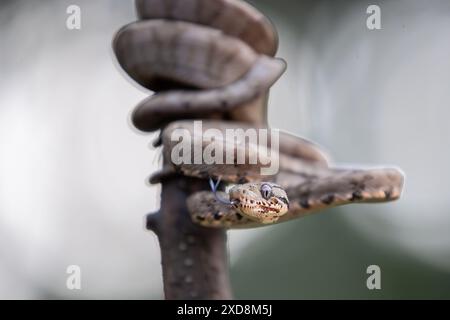 Serpent (Corallus hortulanus) enroulé sur un bâton Banque D'Images