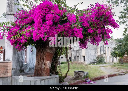 arbre de fleurs de glabra bougainvillea avec des fleurs roses le jour Banque D'Images