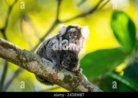 Marmoset aux oreilles tuftées blanches sur une branche d'arbre dans une zone de forêt tropicale verte Banque D'Images