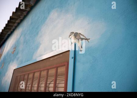 Peinture murale bleu ciel avec peinture d'oiseau sur le mur du bâtiment Banque D'Images