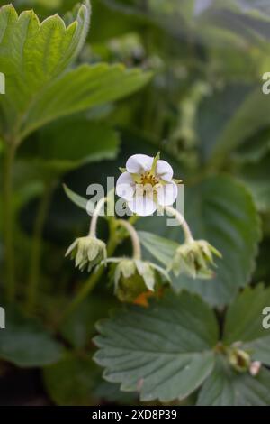 Gros plan d'une fleur de fraise et de feuilles Banque D'Images