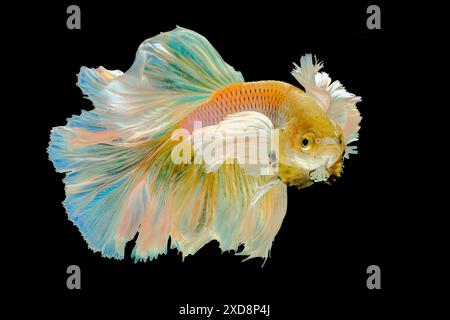 poisson betta doré halfmoon dumbo oreille Banque D'Images