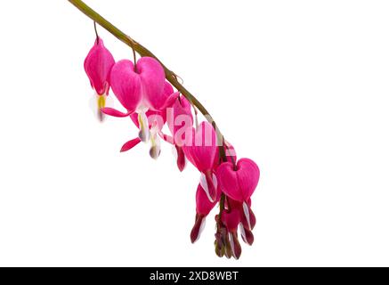 fleurs de dicentra isolées sur fond blanc Banque D'Images