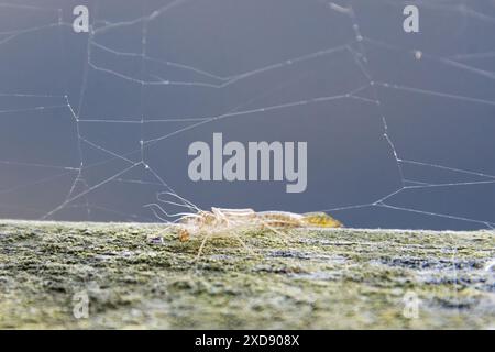 La mouche de damsel émergeant juste de la larve ou du stade de la nymphe à l'adulte. Montrant récemment la coquille vide de larve comme adulte a déjà émergé Banque D'Images