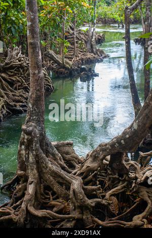 Mangrove le long de la rive de la rivière. Photo verticale. Banque D'Images