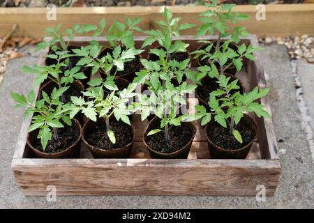 Plants de tomates le plaisir de Gardener dans des pots de plantes écologiques et non en plastique dans un plateau à graines en bois dans un potager, Royaume-Uni. Banque D'Images