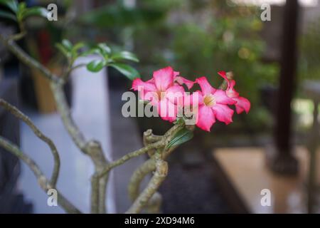 Deux fleurs roses éclatantes d'Adenium obesum avec des centres jaunes en pleine floraison sur une branche, entourées de feuilles vertes luxuriantes. Banque D'Images