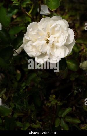 Rose. Wilton. Une fleur blanche classique poussant dans un jardin au Royaume-Uni. Banque D'Images