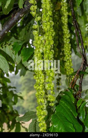 Fleurs d'un arbre à œillet Pterocarya fraxinifolia Banque D'Images