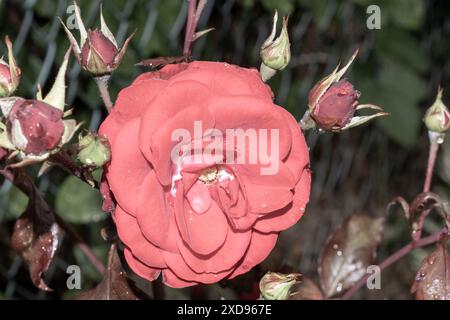 fleurs humides d'une rose après la pluie Banque D'Images