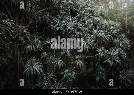 Les Pandanus poussent sur la plage. Pandanus a le nom botanique pandanus tectorius de pandanaceous. Pandanus boninensis est une espèce asiatique de plante Banque D'Images