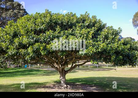 Ficus rubiginosa, figue rouillée ou figue de Port Jackson, est une espèce de plante à fleurs originaire de l'est de l'Australie, photographiée dans le parc centenaire de Sydney Banque D'Images