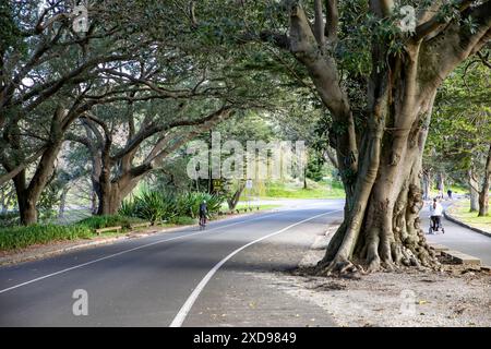 Centennial Park Sydney, parc populaire avec les cyclistes qui parcourent 3,8 km boucles autour du parc sur Grand Drive, Randwick, Sydney, NSW, Australie Banque D'Images