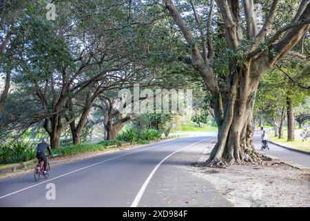 Centennial Park Sydney, parc populaire avec les cyclistes qui parcourent 3,8 km boucles autour du parc sur Grand Drive, Randwick, Sydney, NSW, Australie Banque D'Images