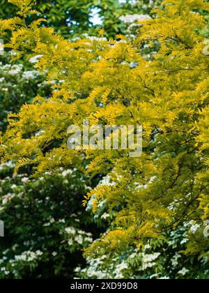 Feuillage doré du caroube doré à feuilles caduques sans épines, Gleditsia triacanthos f.inermis 'Sunburst' Banque D'Images