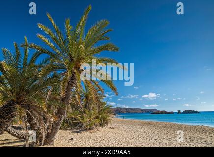 Palmeraie de Vai à Vai Beach, vide avant la haute saison, homme pêchant au loin, Pigeon Rocks (Peristerovrachoi), Sitia Geopark, Erimoupoli Bay, Egée Banque D'Images