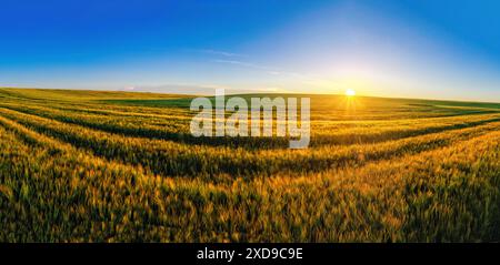 Champ vert d'épis de blé sous les rayons du soleil. Panorama du coucher du soleil. Concept de paysage inspirant Banque D'Images