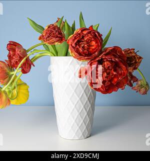 Les pivoines fanées, jaunes et rouges dans un vase en céramique blanche sur fond bleu clair Banque D'Images