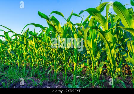 Fermez les plants de maïs dans le champ, les feuilles vertes, la tige. Fond de ciel bleu. Les rayons du soleil éclairent le champ Banque D'Images