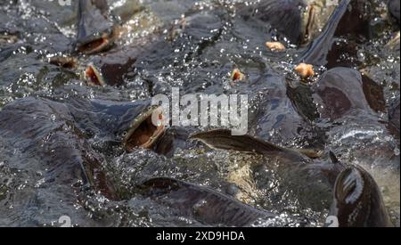 Poisson chat, Wat Nang sao, Samut Sakhon, Thaïlande Banque D'Images