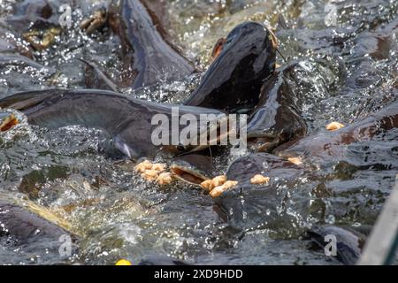 Poisson chat, Wat Nang sao, Samut Sakhon, Thaïlande Banque D'Images