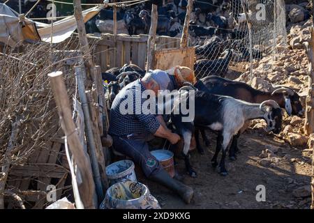 20 juin 2024 : Izmir, Turquie le 20 juin 2024 : Sukru Sisman, propriétaire d'animaux et éleveur de Karaburun, traite ses chèvres poilues tous les matins et tous les soirs. L'élevage de chèvres, élément important de l'ancienne culture nomade en Anatolie, poursuit sa tradition séculaire sur la montagne Akdag à Karaburun. La famille Sisman, qui gagne sa vie en élevant des chèvres, passe 6 mois par an dans une cabane sur le plateau d’Akdag à une altitude de 1200 mètres de chez elle. (Crédit image : © Tolga Ildun/ZUMA Press Wire) USAGE ÉDITORIAL SEULEMENT! Non destiné à UN USAGE commercial ! Banque D'Images