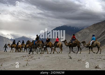 Nubra, Leh, Ladakh, Inde. 21 juin 2024. Les visiteurs montent sur des chameaux bactriens à double bosse au parc de loisirs Sand Dunes de la vallée de Nubra au Ladakh, en Inde. (Crédit image : © Basit Zargar/ZUMA Press Wire) USAGE ÉDITORIAL SEULEMENT! Non destiné à UN USAGE commercial ! Banque D'Images