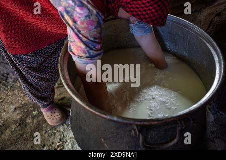 20 juin 2024 : Izmir, Turquie le 20 juin 2024 : Binnaz Sisman, propriétaire d'animaux et éleveur de Karaburun, produit du fromage tulum traditionnel local avec du lait frais de chèvres poilues. L'élevage de chèvres, élément important de l'ancienne culture nomade en Anatolie, poursuit sa tradition séculaire sur la montagne Akdag à Karaburun. La famille Sisman, qui gagne sa vie en élevant des chèvres, passe 6 mois par an dans une cabane sur le plateau d’Akdag à une altitude de 1200 mètres de chez elle. (Crédit image : © Tolga Ildun/ZUMA Press Wire) USAGE ÉDITORIAL SEULEMENT! Pas pour COM Banque D'Images