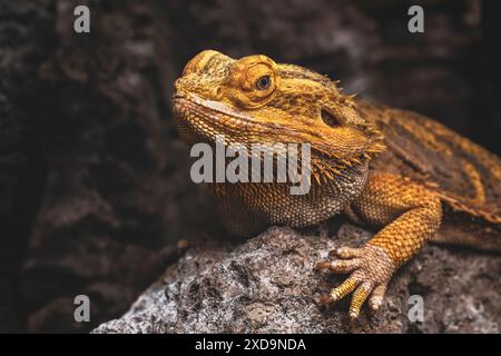 Gros plan d'un dragon barbu central (Pogona vitticeps) ou d'un dragon barbu intérieur, une espèce de lézard agamide. Banque D'Images