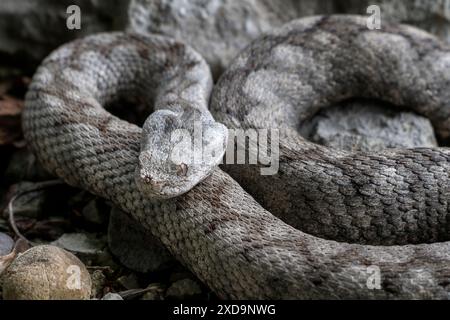 Femelle adulte d'ammodytes Vipera, communément appelée vipère à cornes, vipère à long nez, vipère à cornes à nez et vipère à sable. Banque D'Images