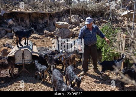 20 juin 2024 : Izmir, Turquie le 20 juin 2024 : Sukru Sisman, propriétaire d'animaux et éleveur de Karaburun, nourrit les chèvres poilues qui n'ont pas encore pu paître dans leurs enclos avec les feuilles des plantes naines qu'ils ramassent chaque matin dans la montagne. L'élevage de chèvres, élément important de l'ancienne culture nomade en Anatolie, poursuit sa tradition séculaire sur la montagne Akdag à Karaburun. La famille Sisman, qui gagne sa vie en élevant des chèvres, passe 6 mois par an dans une cabane sur le plateau d’Akdag à une altitude de 1200 mètres de chez elle Banque D'Images